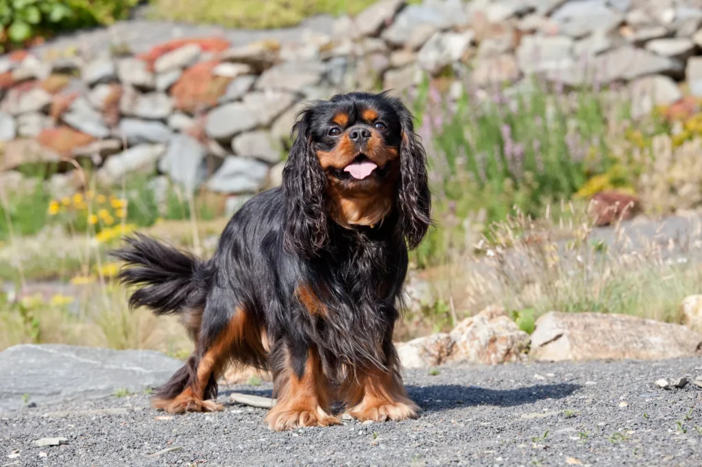 Cavalier kingcharlesinspanieli